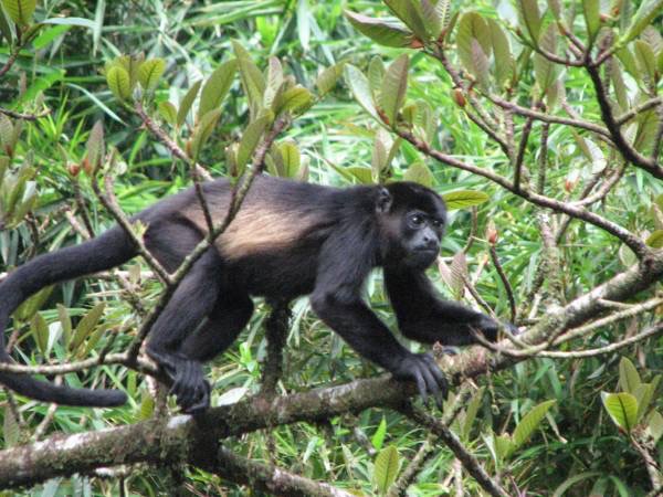 howler monkeys