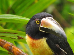 bird