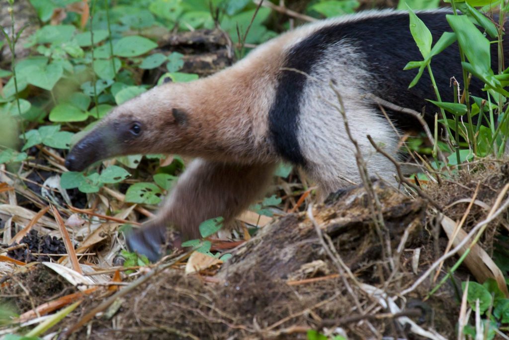 anteater